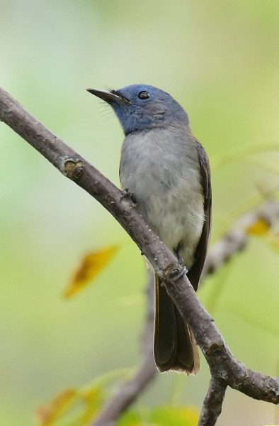 Black-naped Monarch (2).jpg