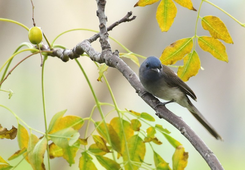 Black-naped Monarch (3).jpg