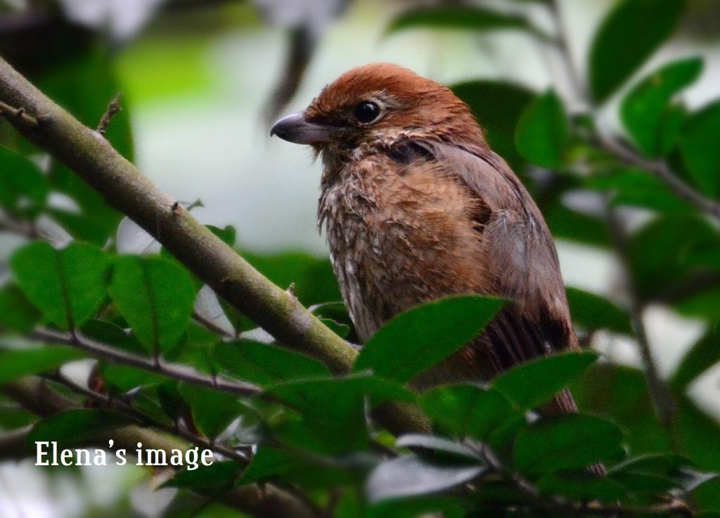 Bull_Headed Shrike.JPG