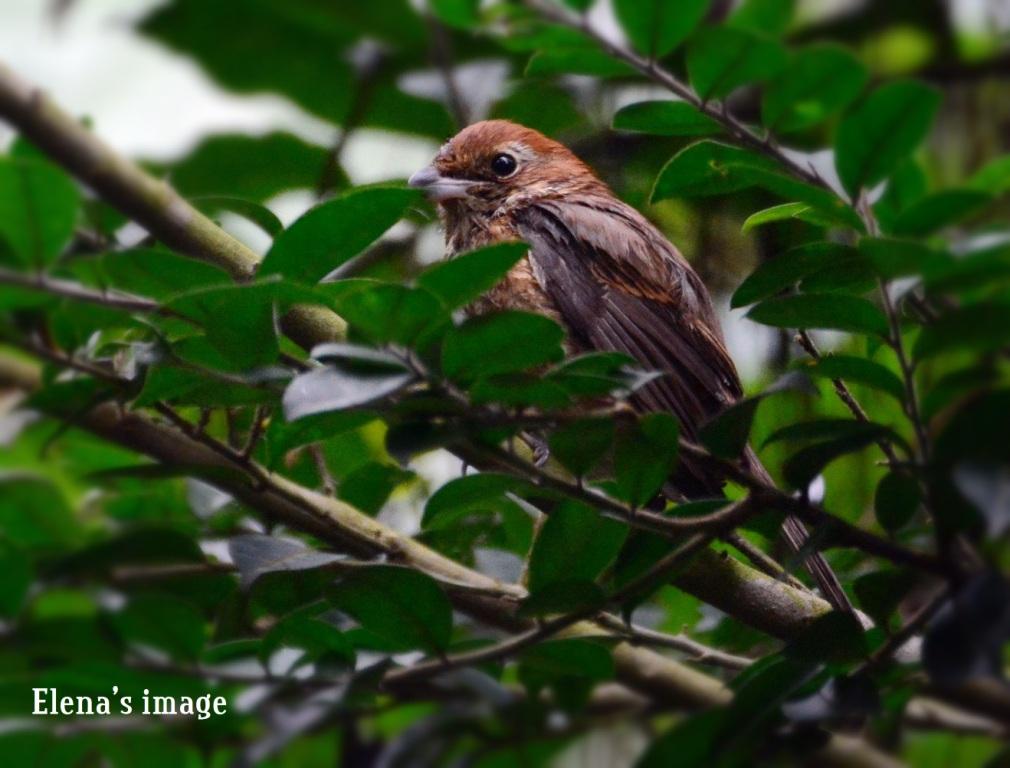 Bull_Headed Shrike 2.JPG