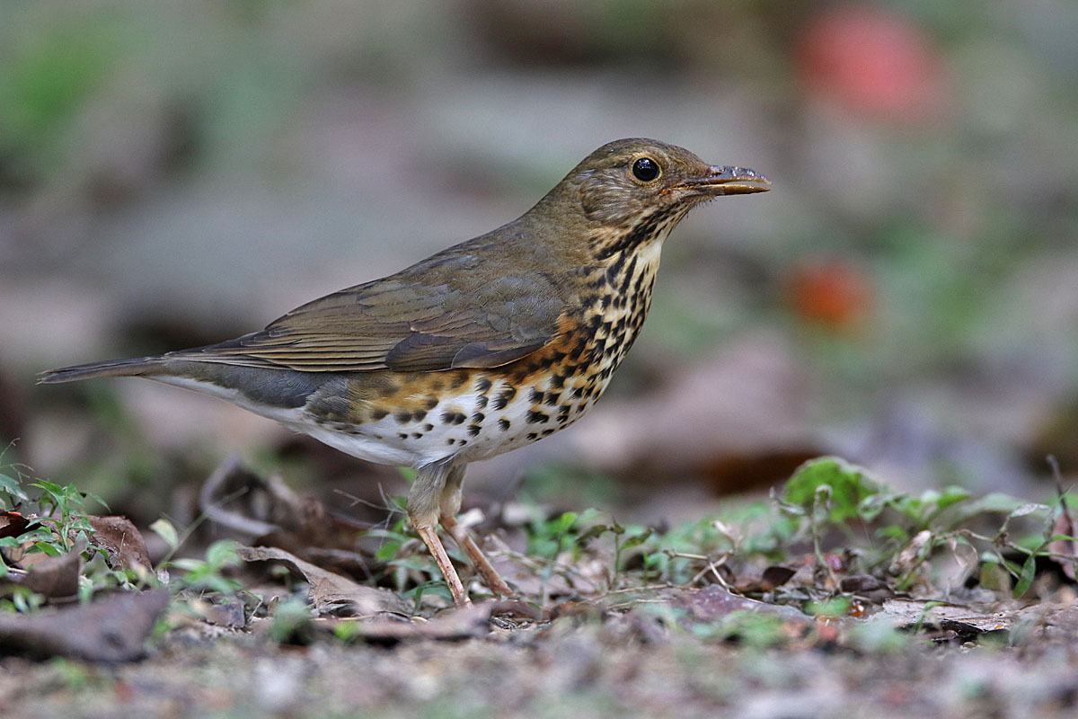 Japanese Thrush 875A3794.jpg