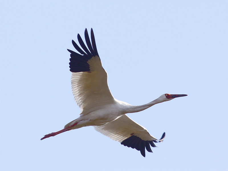Siberian crane 2.jpg