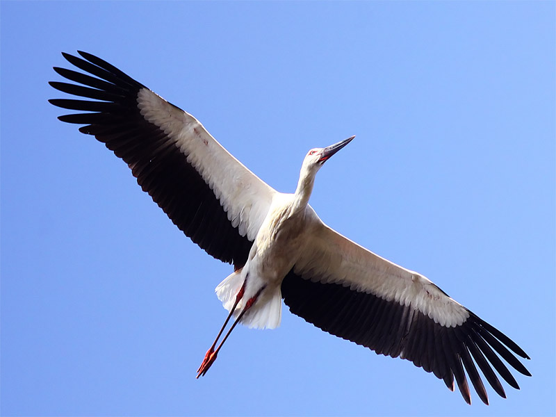 Oriental white stork.jpg