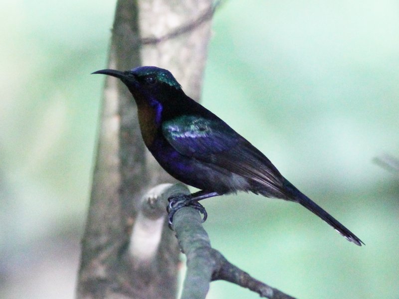 09033 Copper-throated Sunbird [m].jpg