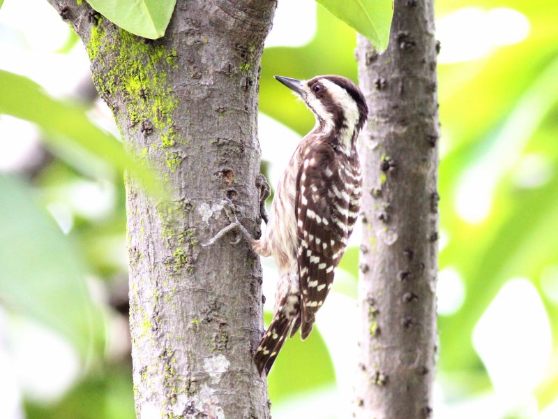 04163 Sunda Pygmy Woodpecker.jpg