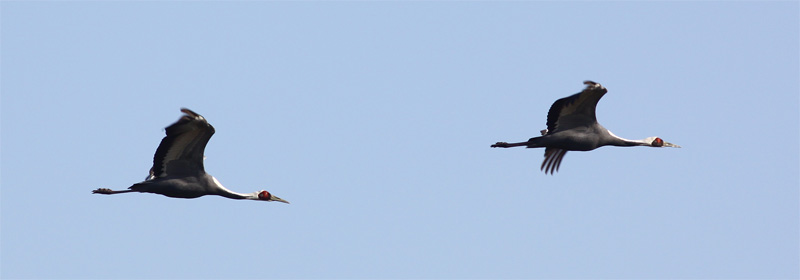 White-naped crane.jpg