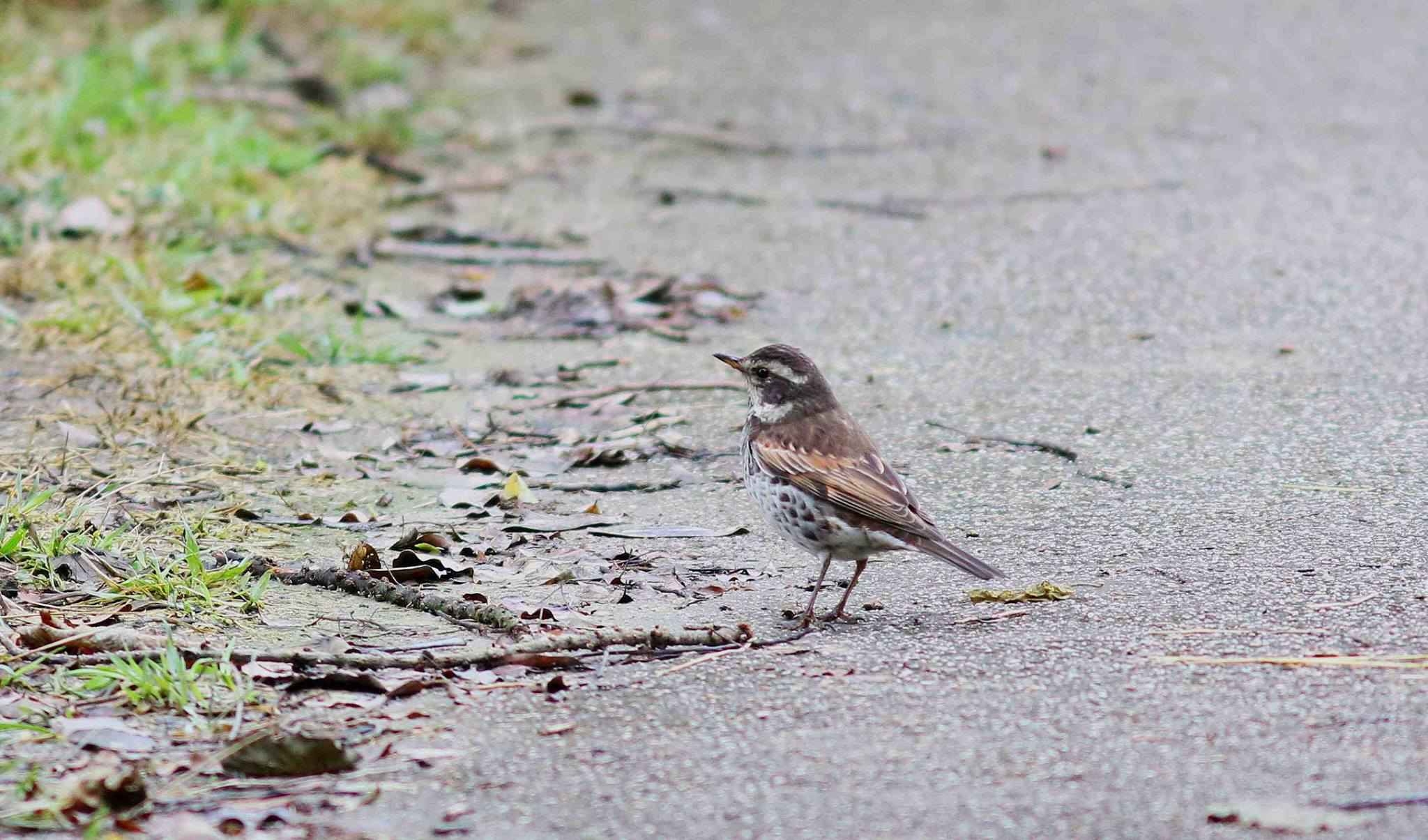 Dusky_Thrush.jpg