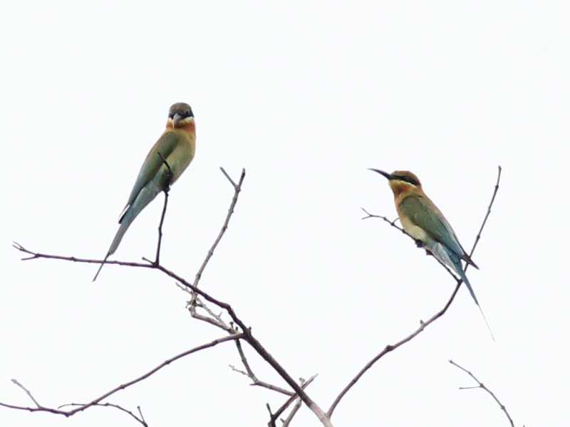 03779 Blue-tailed Bee-eater.jpg