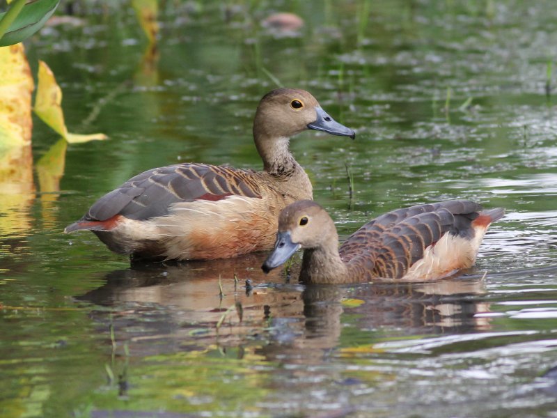 00371 Lesser Whistling Duck.jpg