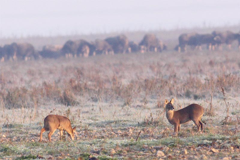 Chinese Water Deers.jpg