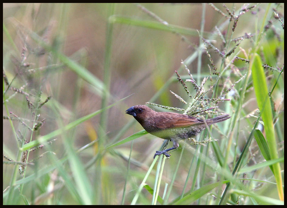 Spotted Munia 斑 文鳥.jpg