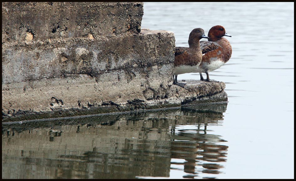 Wigeon  赤頸鴨.jpg