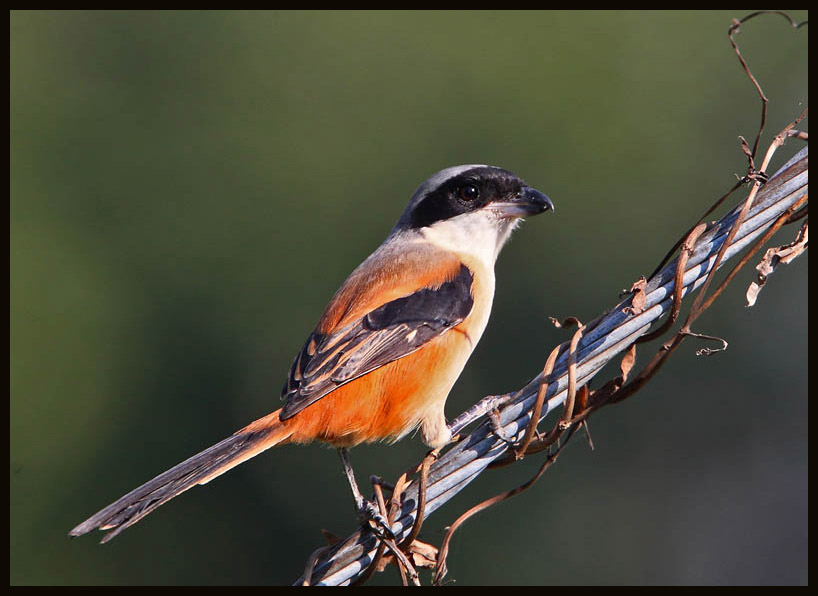 Long-tailed shrike 棕背伯勞 am.jpg