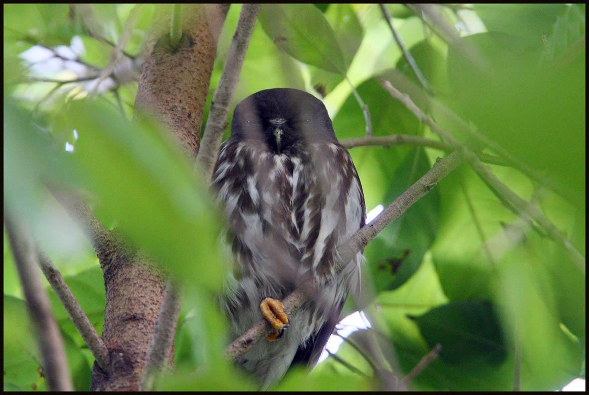 brown hawk owl.jpg