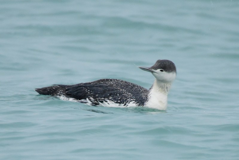 Red-throated Loon (2).jpg