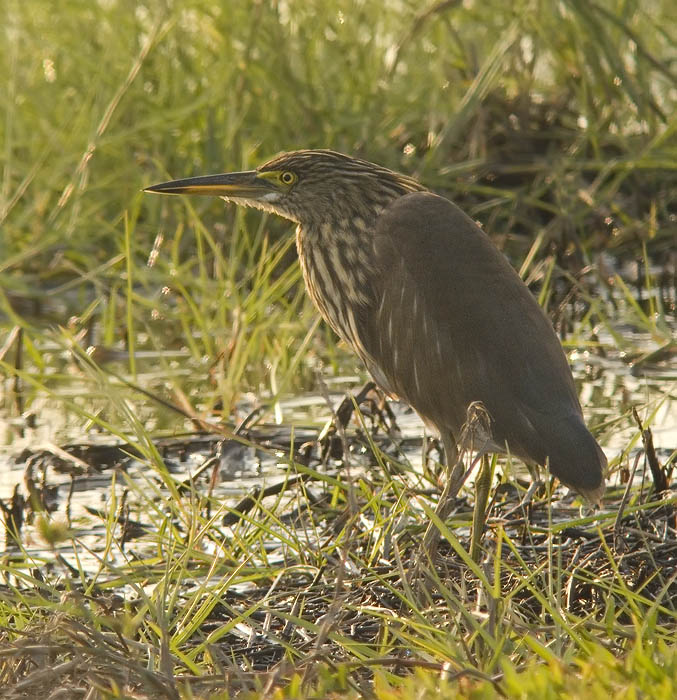 chinese pond heron backlit raw P6000_1.jpg