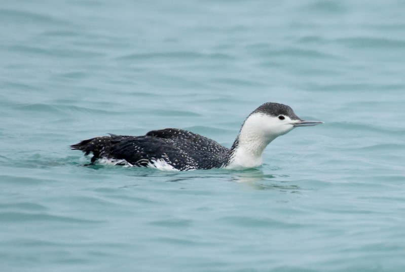 Red-throated Loon (3).jpg