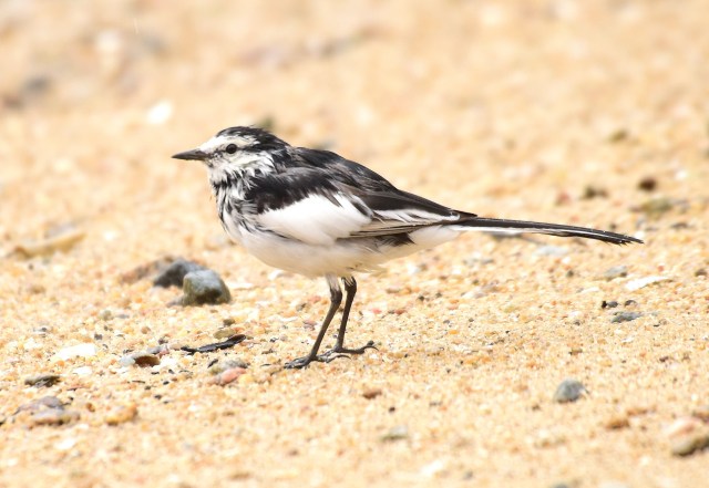 White Wagtail (ocularis) 4.jpg