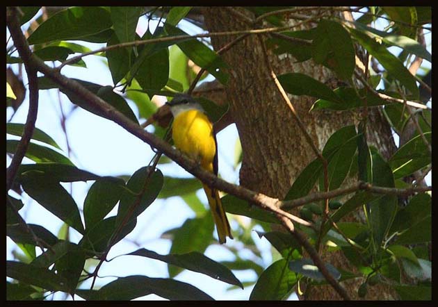 Grey-throated Minivet (female) 灰 喉 山椒鳥.jpg