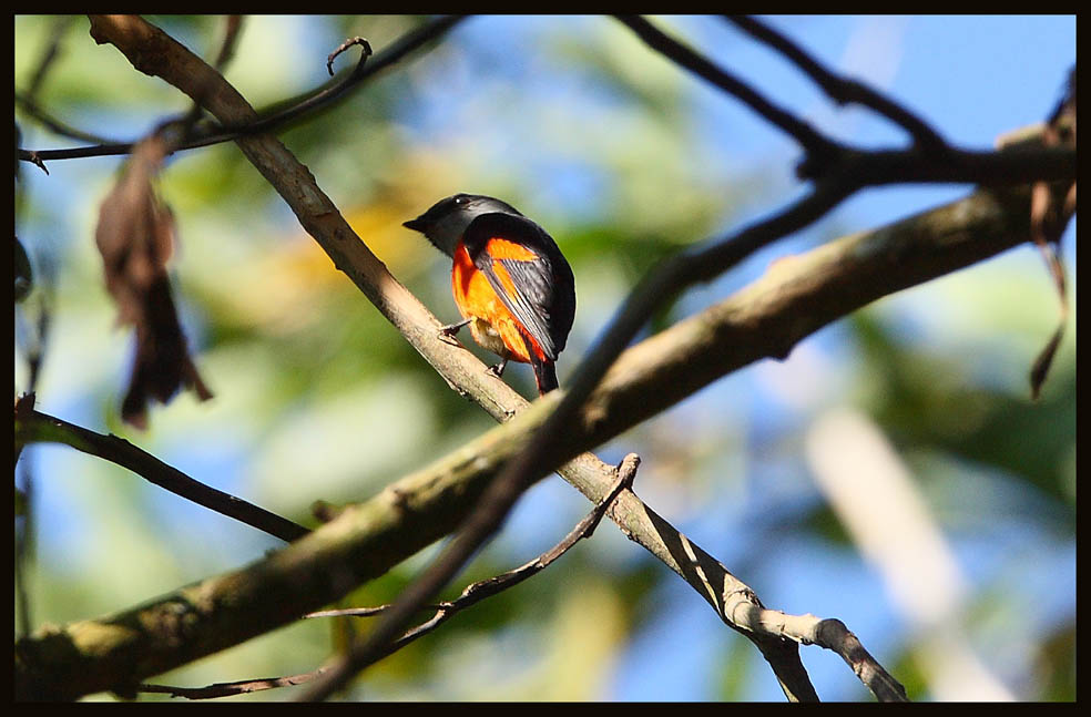 Grey-throated Minivet (Male) 灰 喉 山椒鳥.jpg