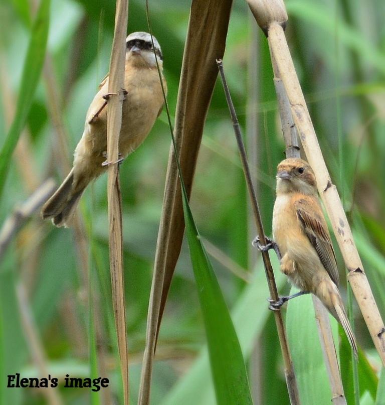 Chinese Penduline Tit 2.JPG