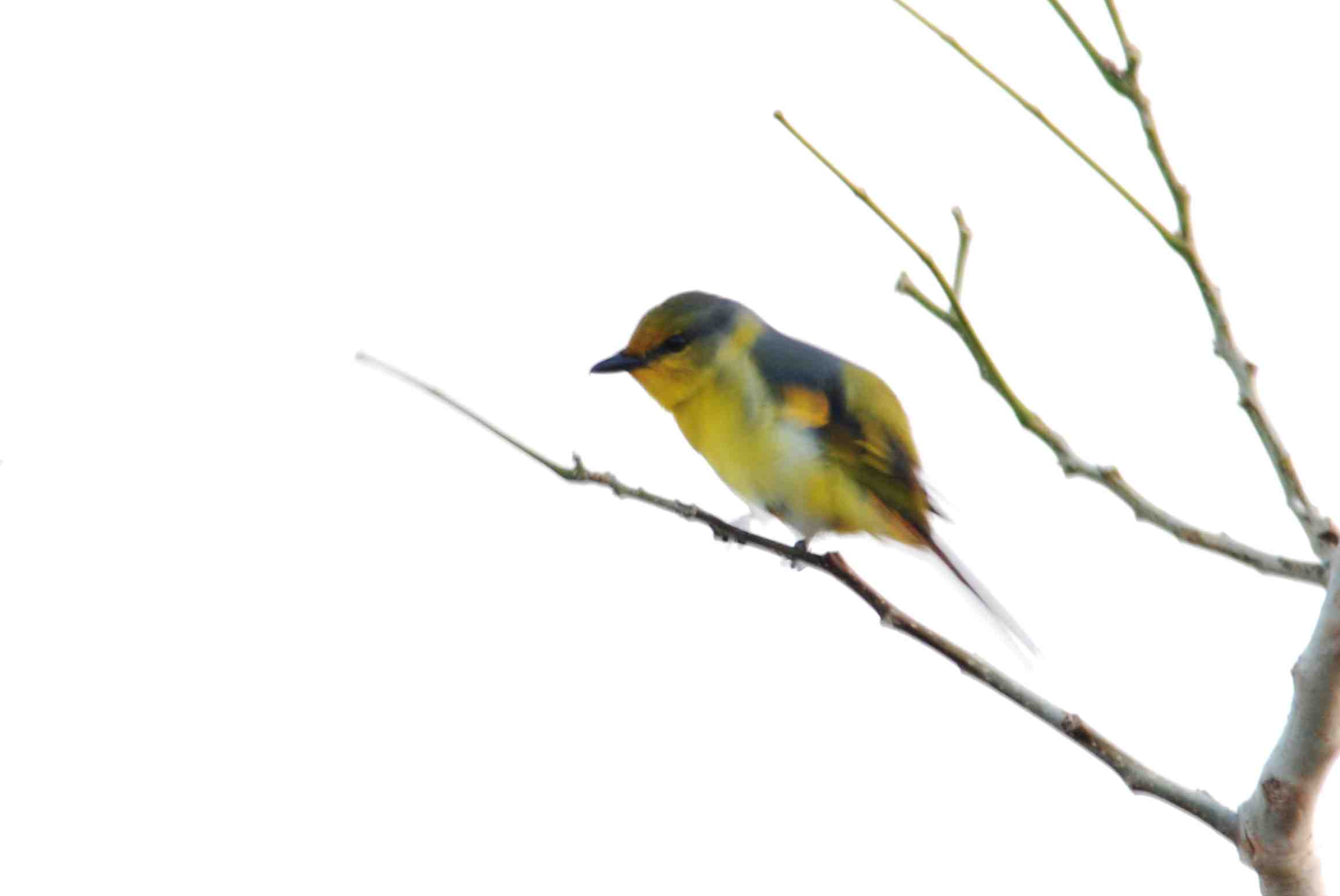 Short-Billed Minivet 3.jpg