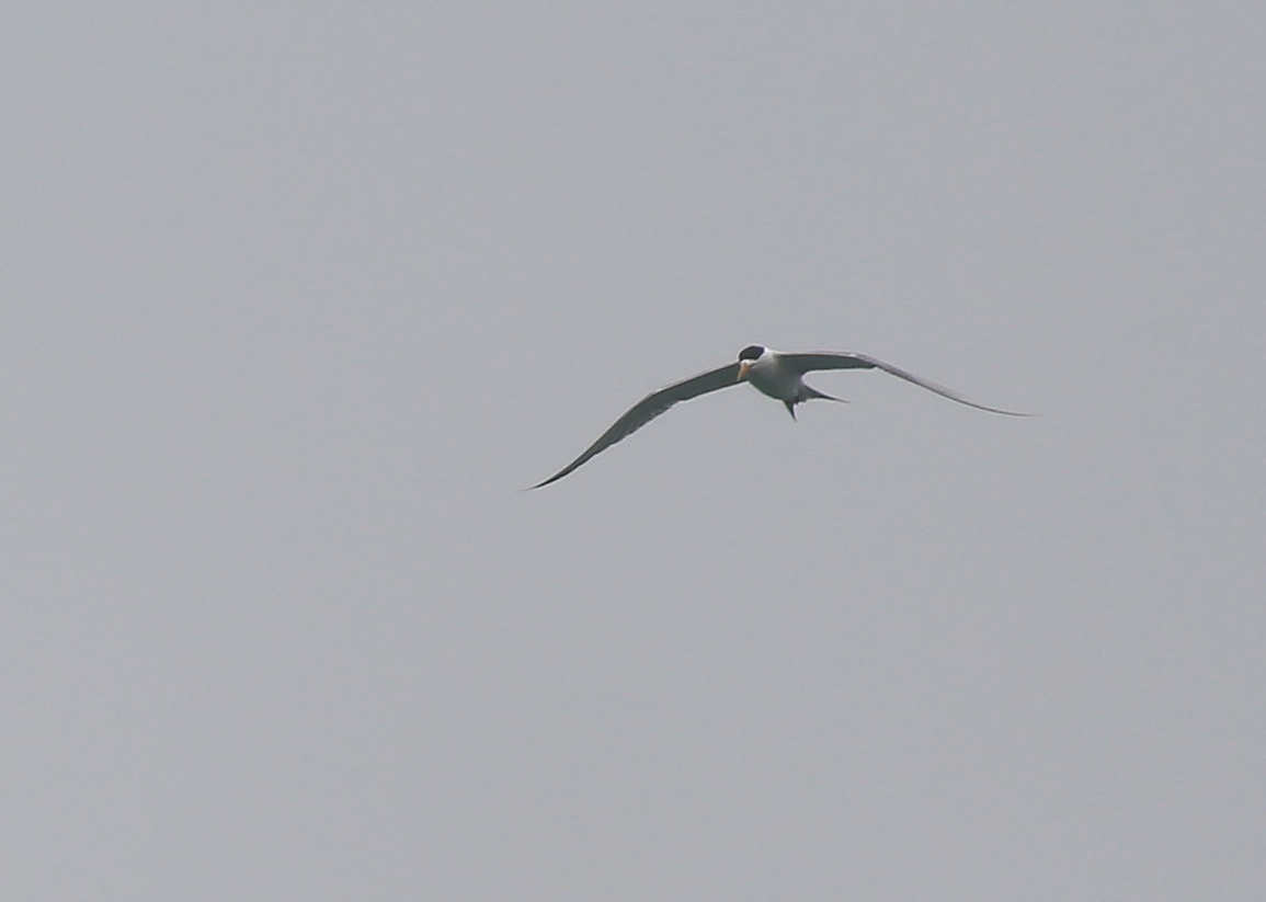 Greater Crested Tern 1a.jpg