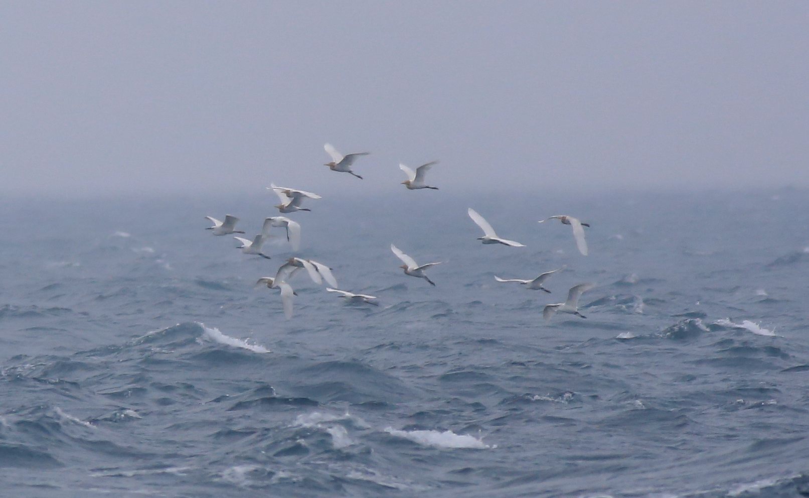 Cattle Egrets 3a.jpg