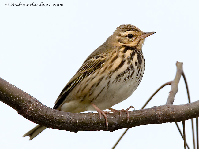 Olive-backed-pipit.jpg