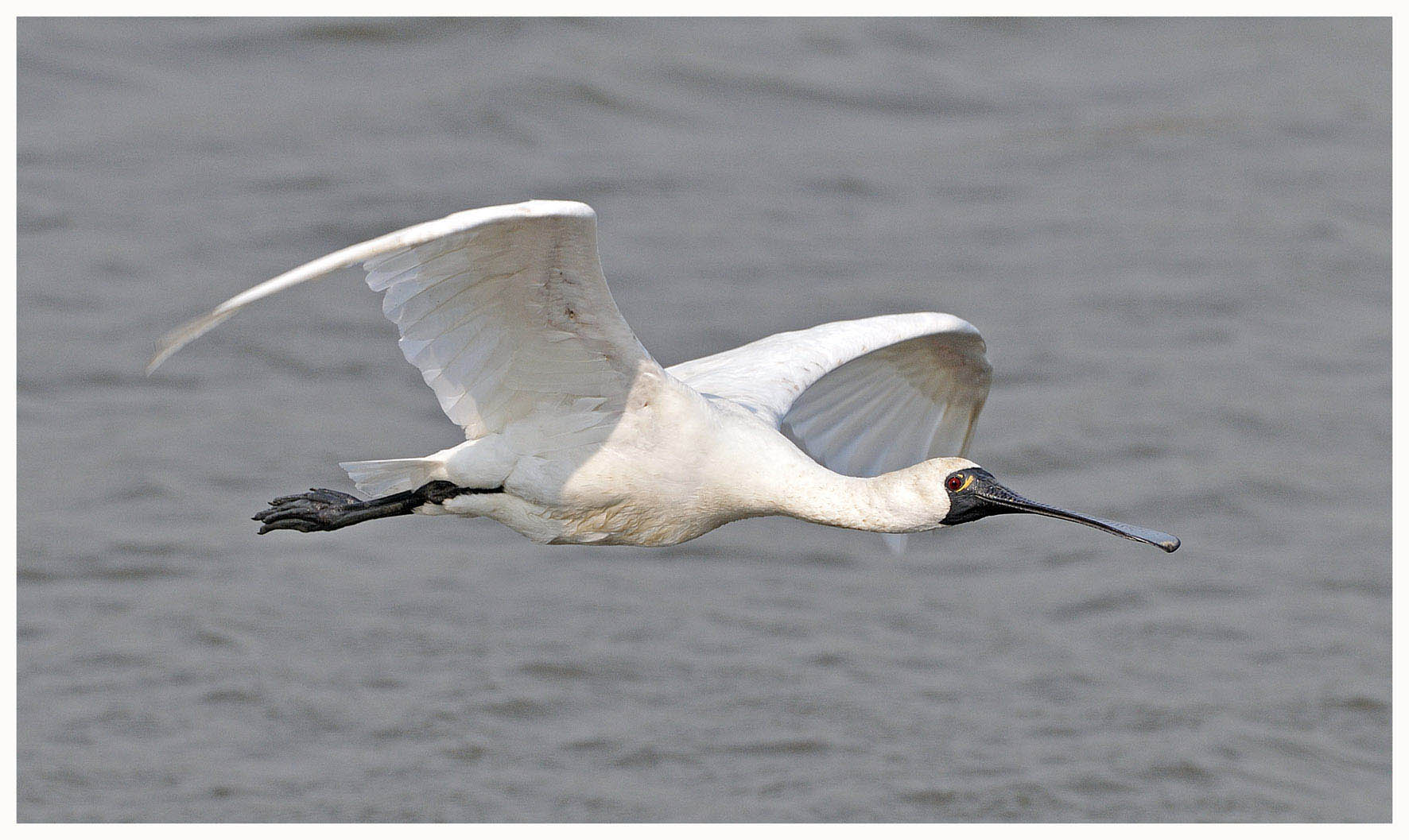 Black-faced Spoonbill.jpg