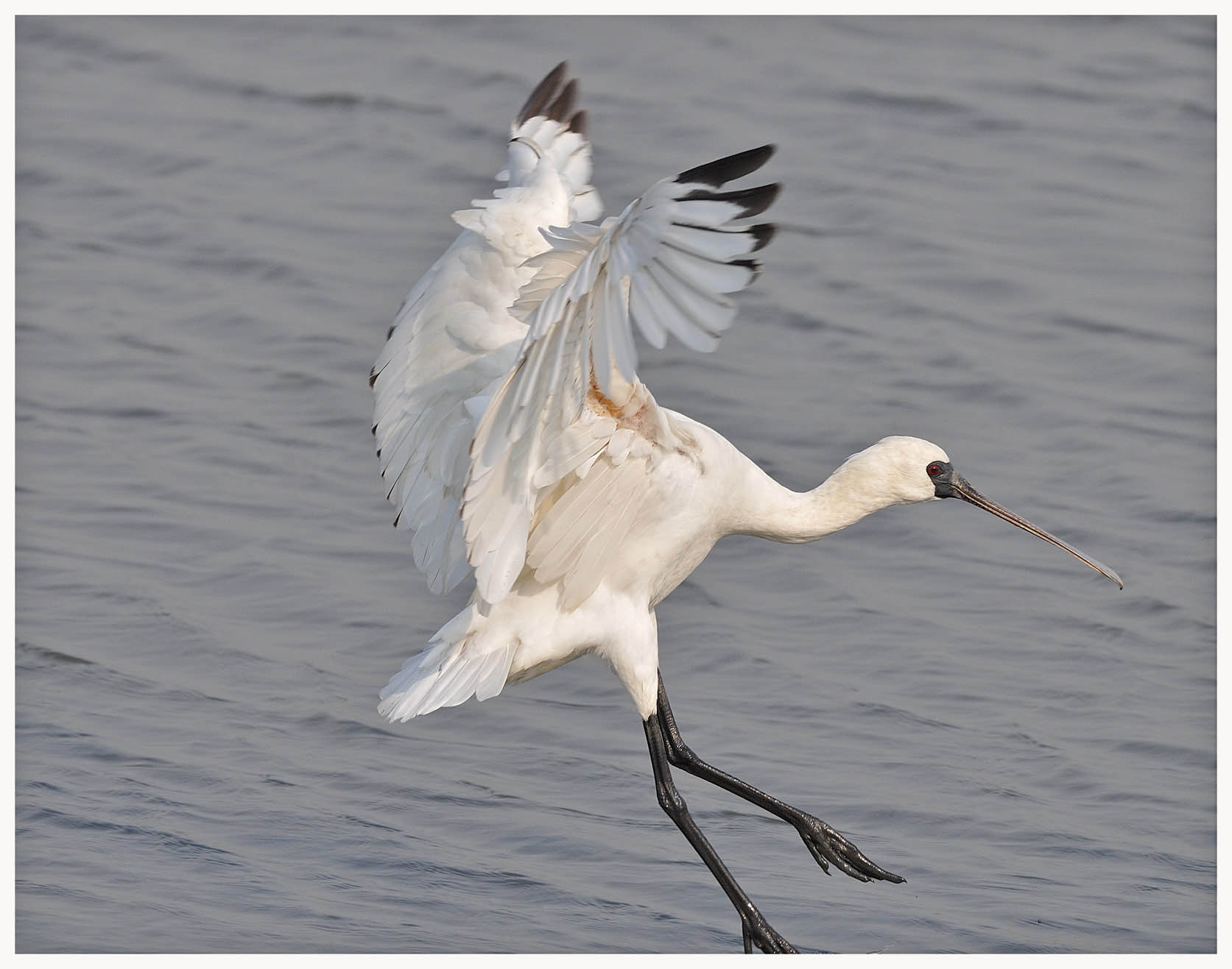 Black-faced Spoonbill 3.jpg