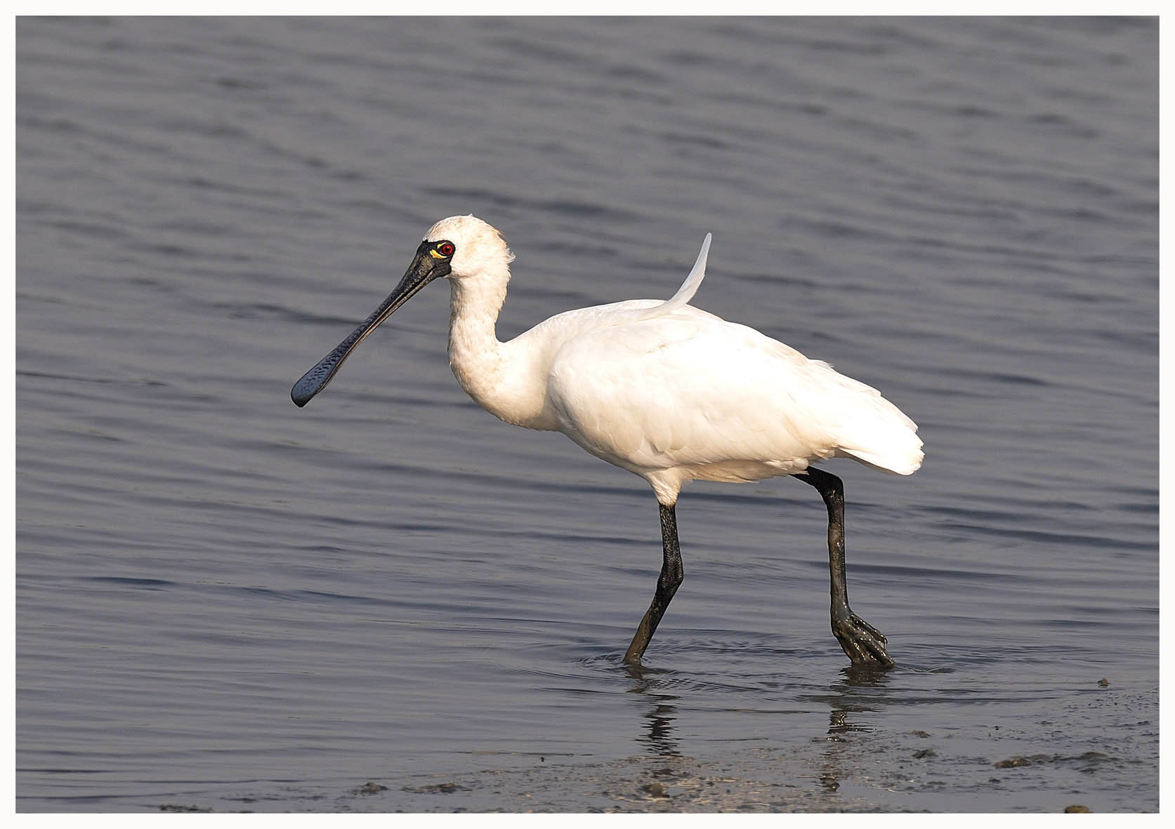 Black-faced Spoonbill 2.jpg