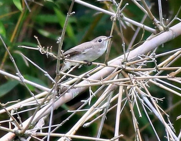 Asian Brown Flycatcher 1a.jpg