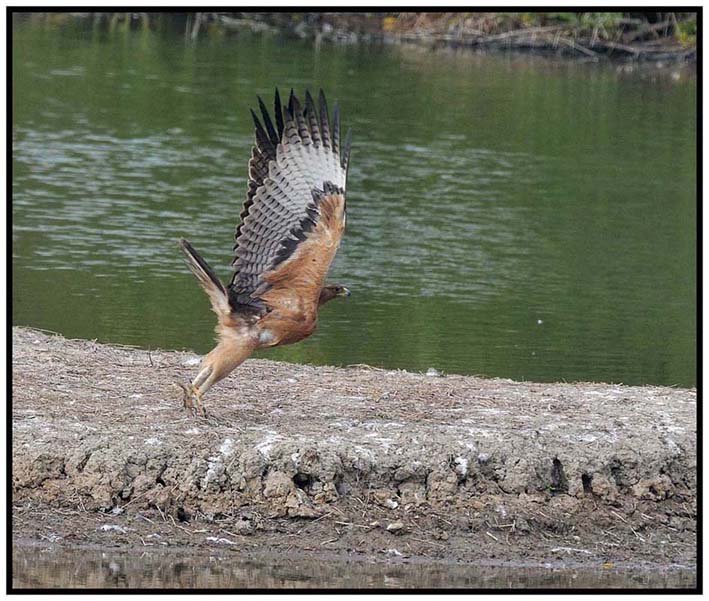 Bonelli's Eagle c.jpg