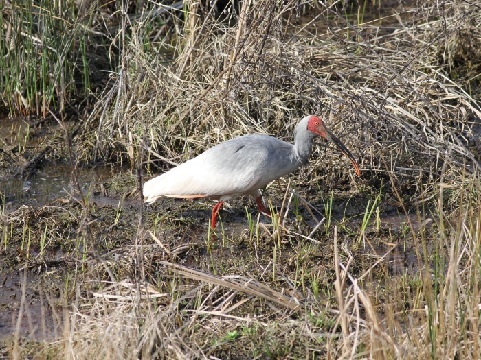 Crested Ibis 03.jpg