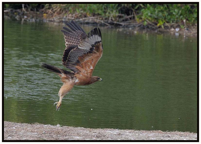 Bonelli's Eagle e.jpg