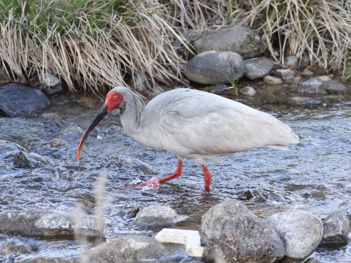 Crested Ibis 06.jpg