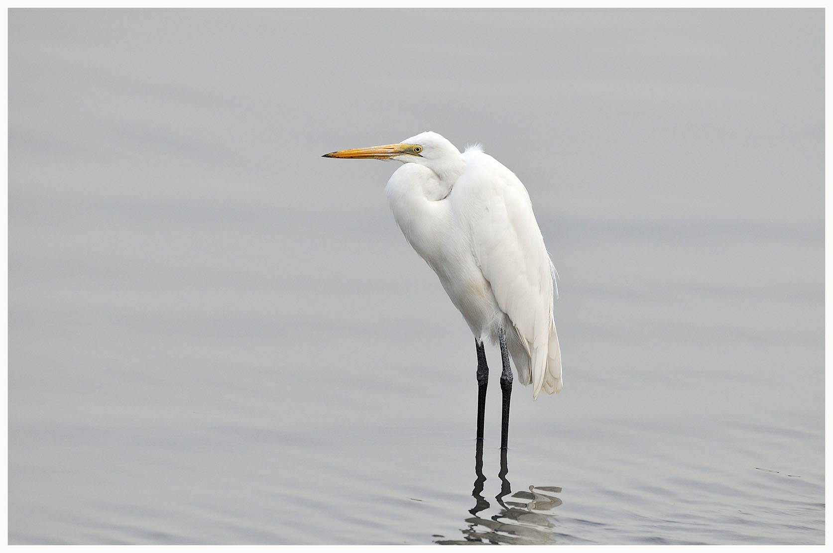 Great Egret.jpg