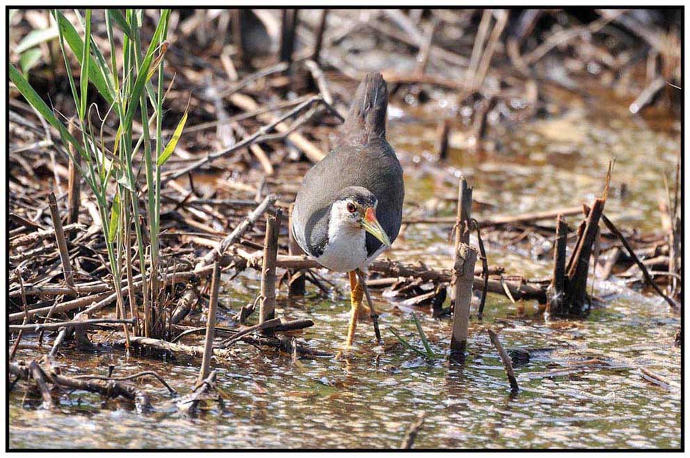 White-breasted Waterhen.jpg