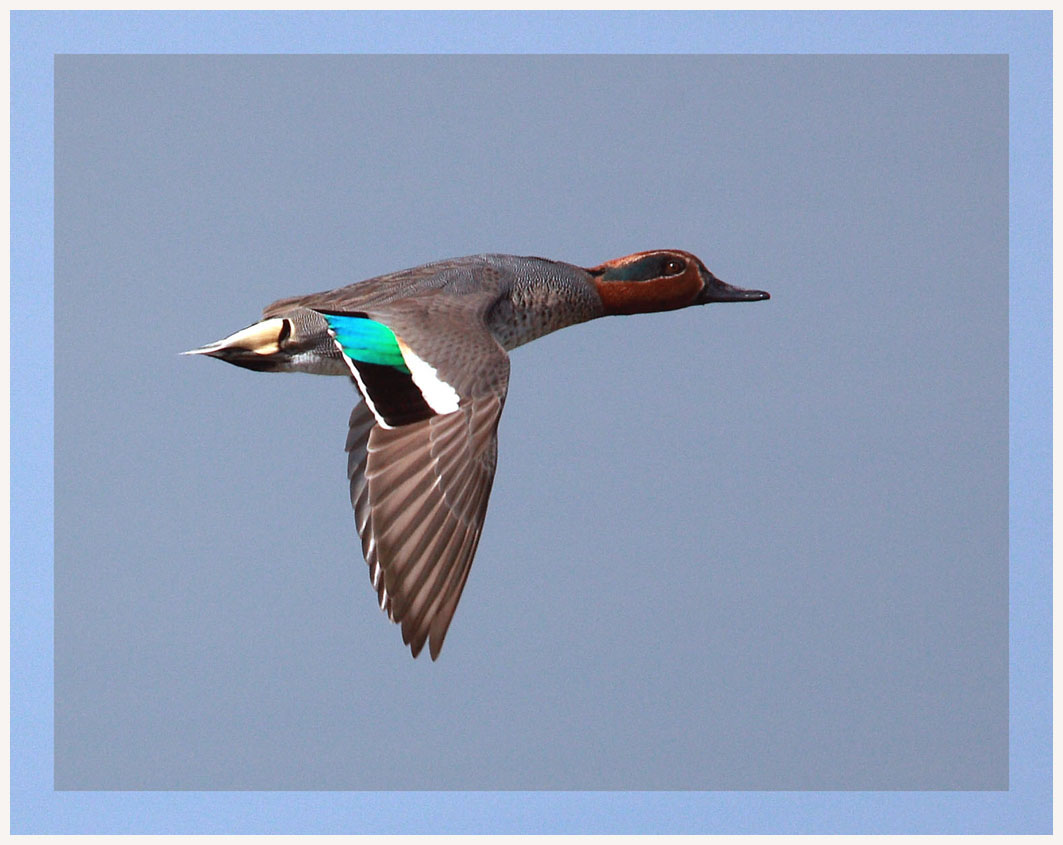 Common Teal 3.jpg