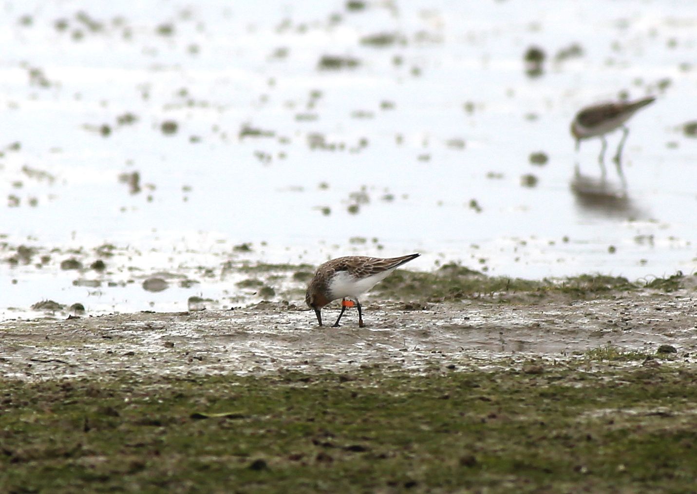 Red-necked stint.jpg