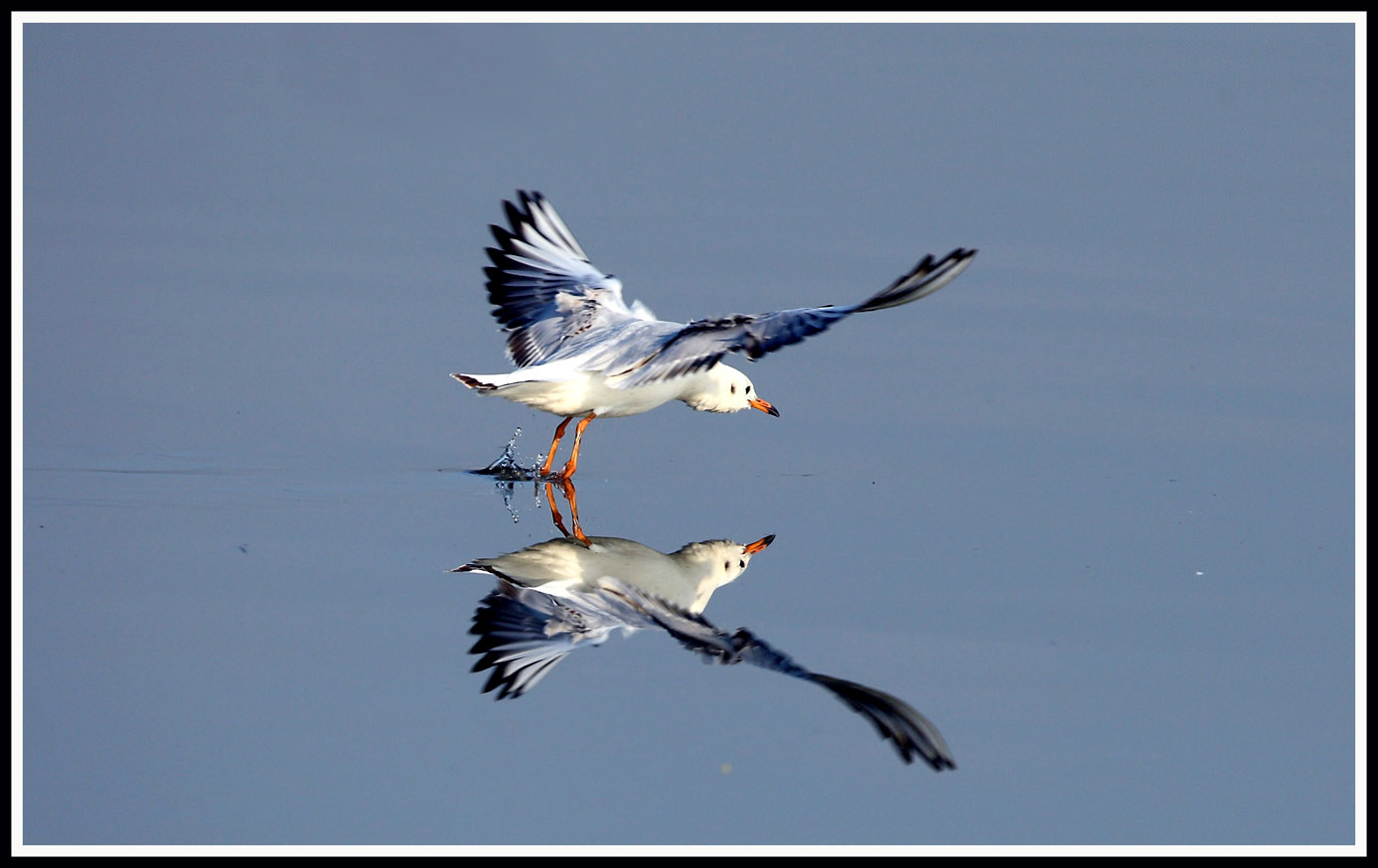 Black-headed Gull 2.jpg