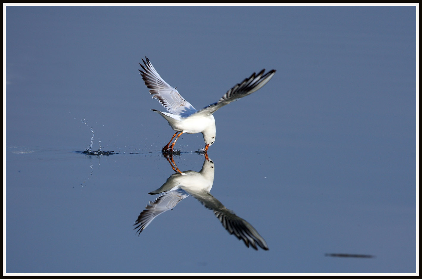 Black-headed Gull 3.jpg