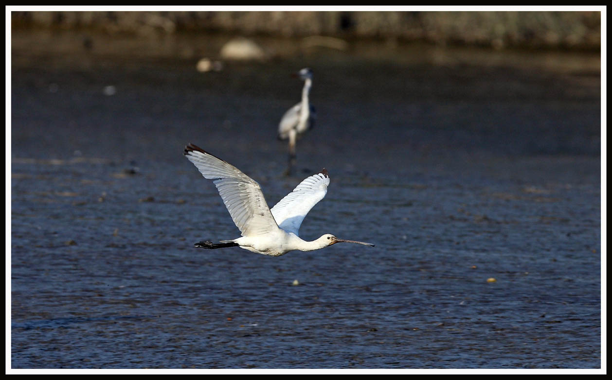 European Spoonbill.jpg