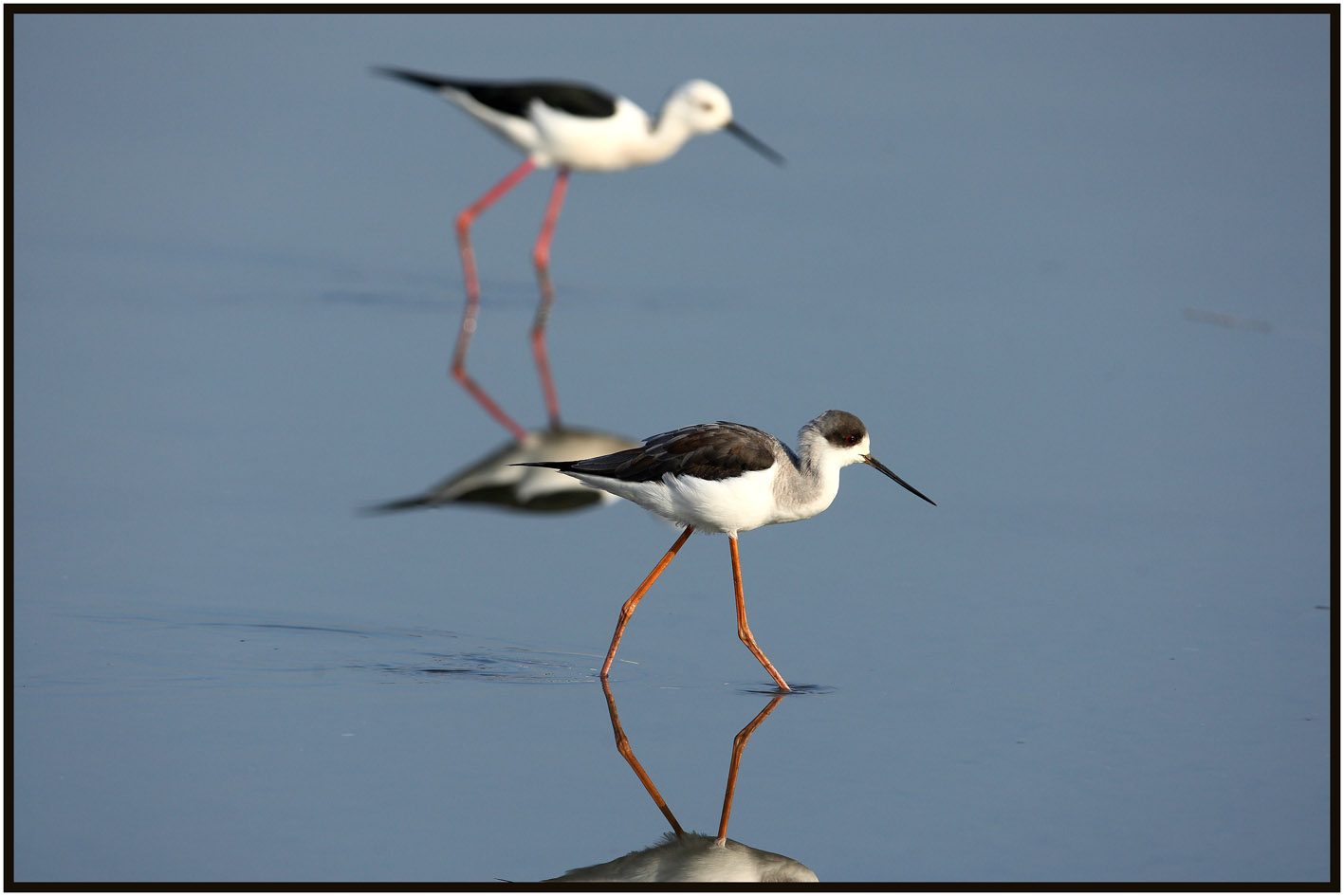 Black-winged Stilt 1.jpg