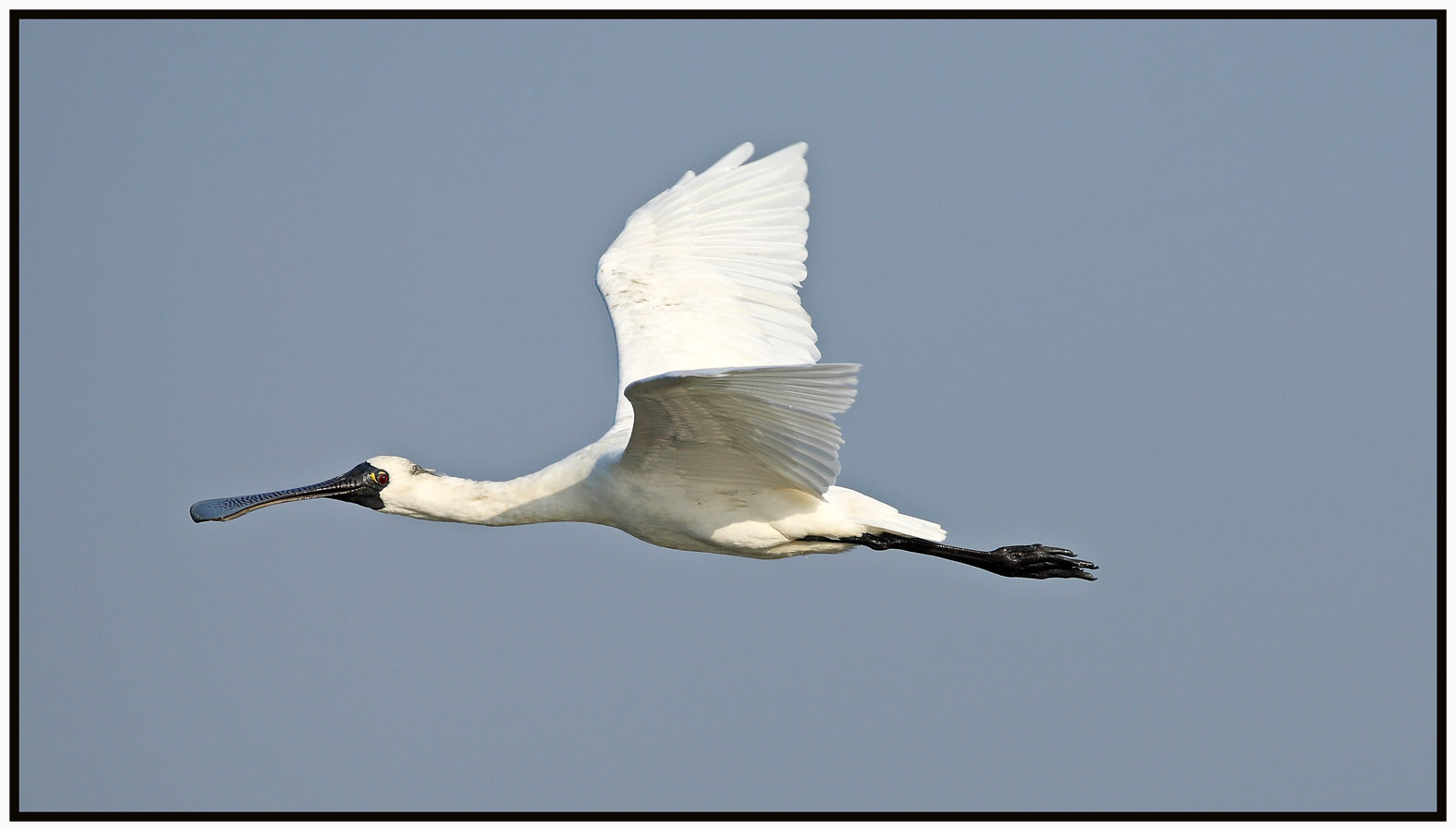 Black-faced spoonbill 2.jpg