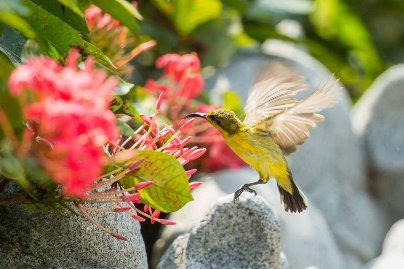 Olive-Backed Sunbird Female 黃腹太陽雌鳥-05.jpg