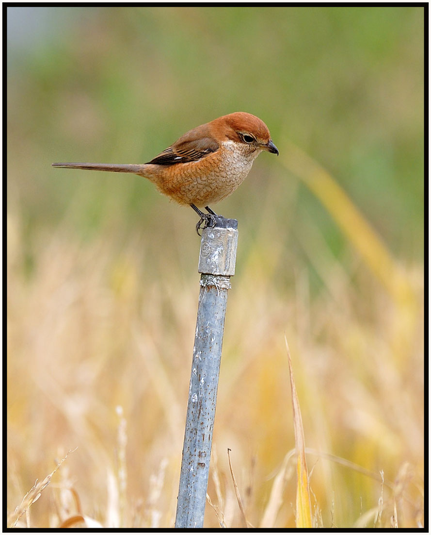 Bull-headed Shrike.jpg