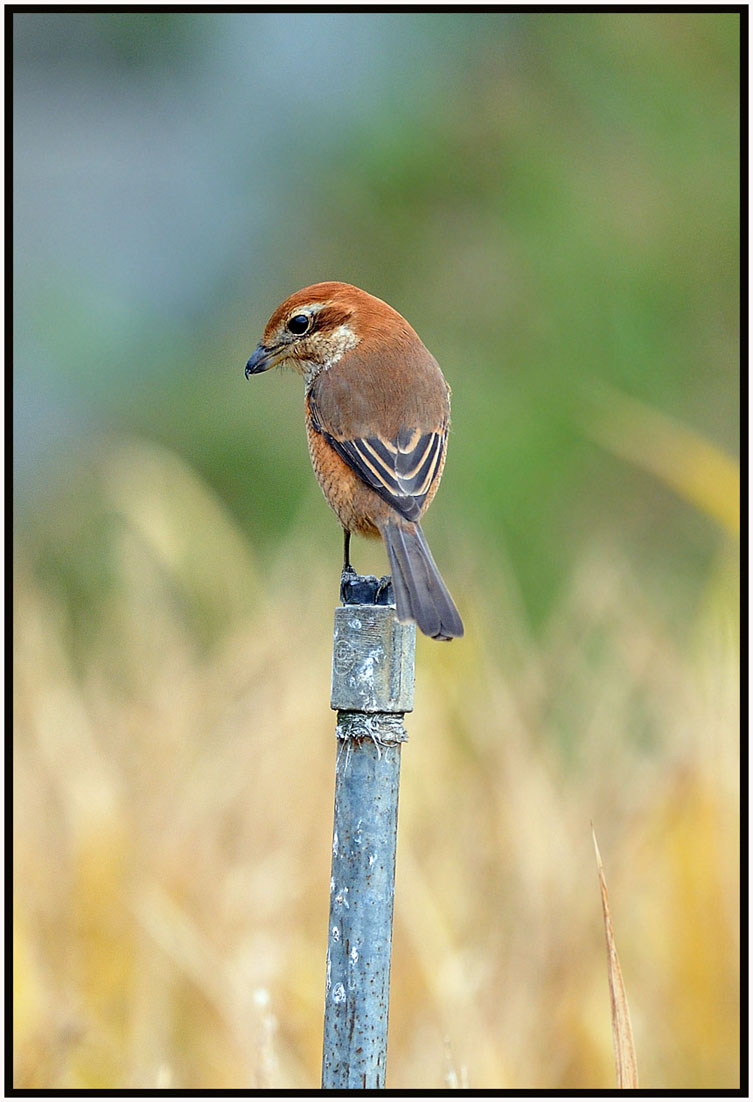 Bull-headed Shrike 2.jpg