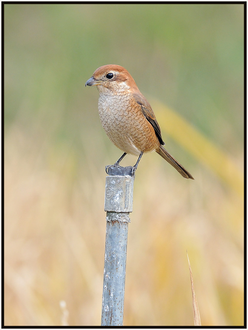 Bull-headed Shrike 3.jpg